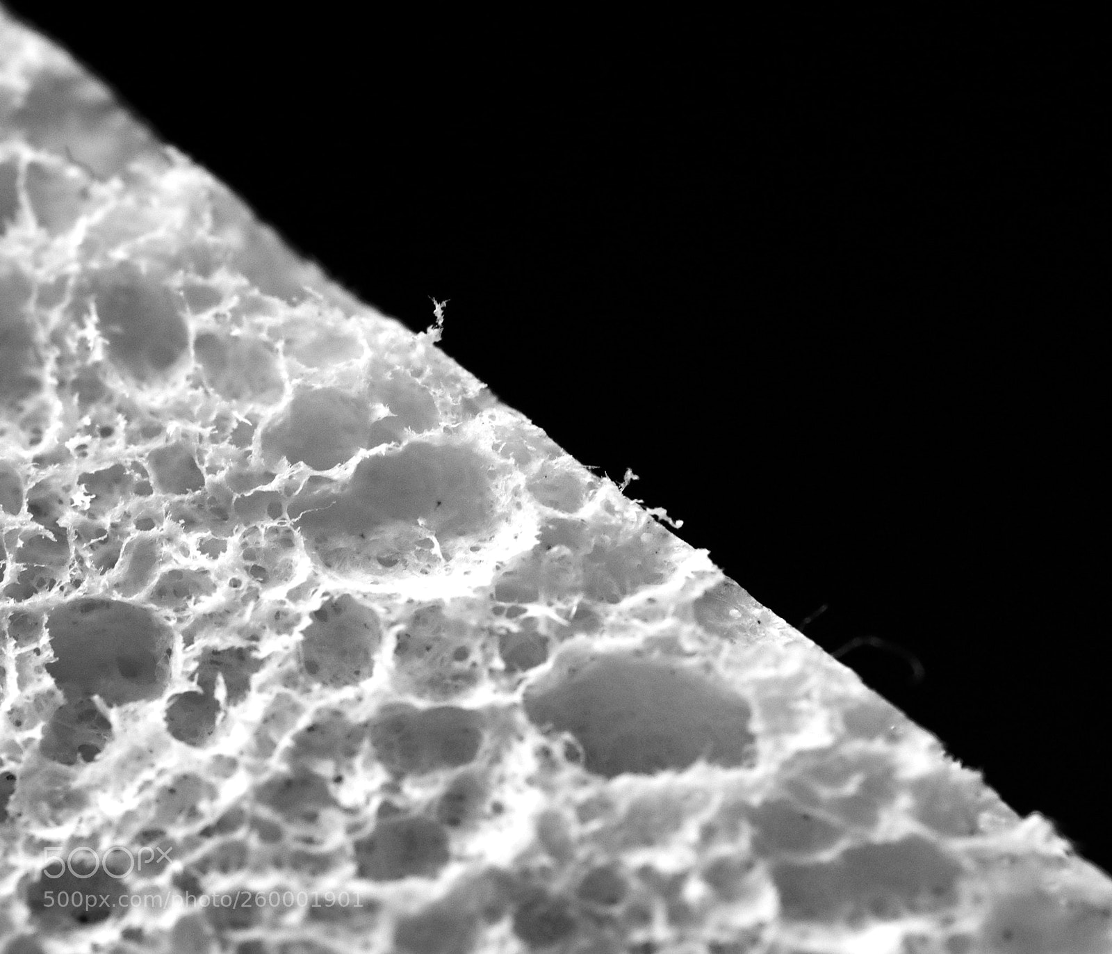 Pentax K-30 sample photo. Sponge photography