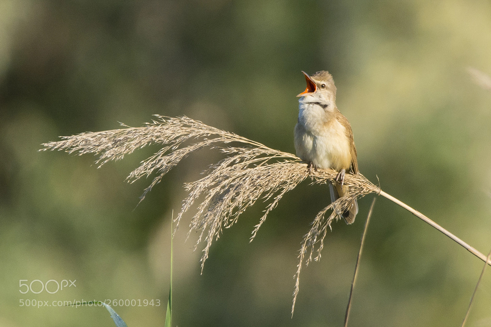 Nikon D7100 sample photo. Great reed warbler photography