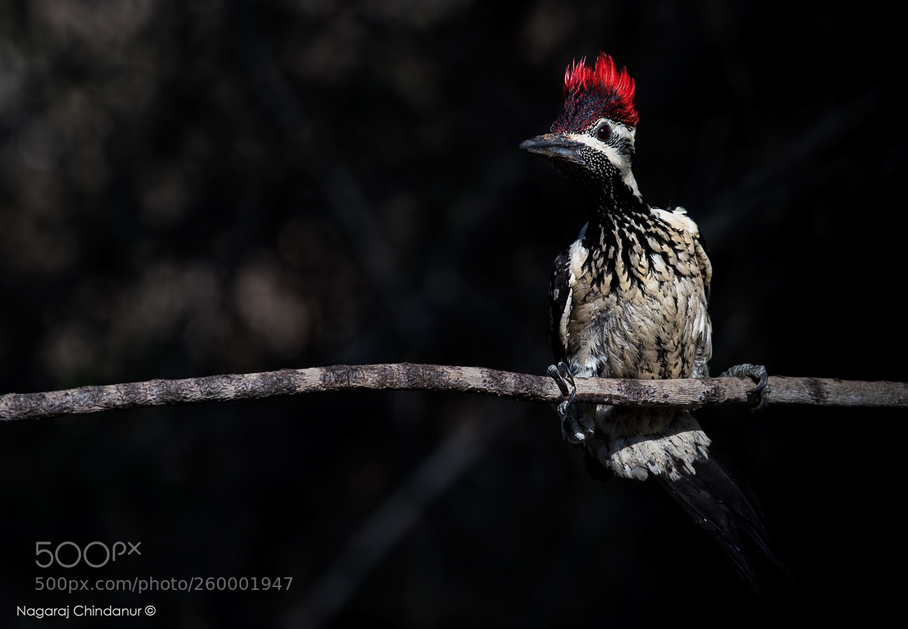 Nikon D5 sample photo. Woodpecker photography