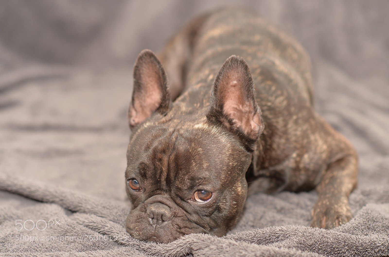 Nikon Df sample photo. Vilda on a washed photography
