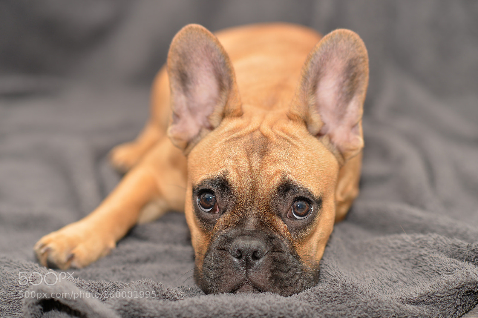 Nikon Df sample photo. Kvido on a washed photography