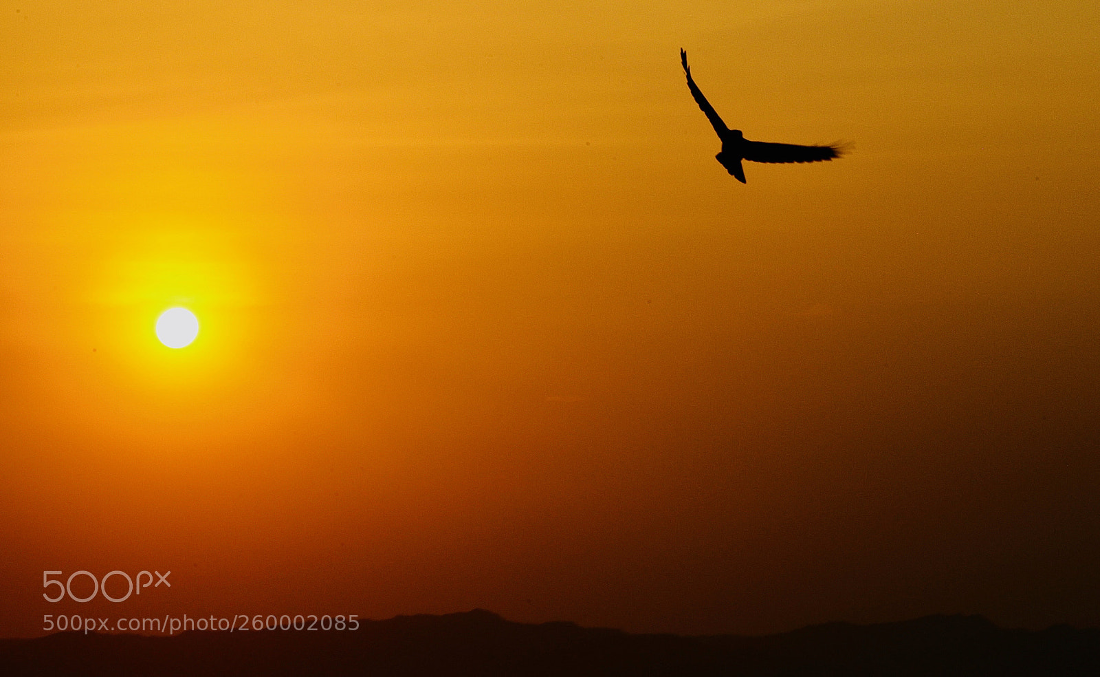 Canon EOS-1D Mark IV sample photo. Bird... the place to photography