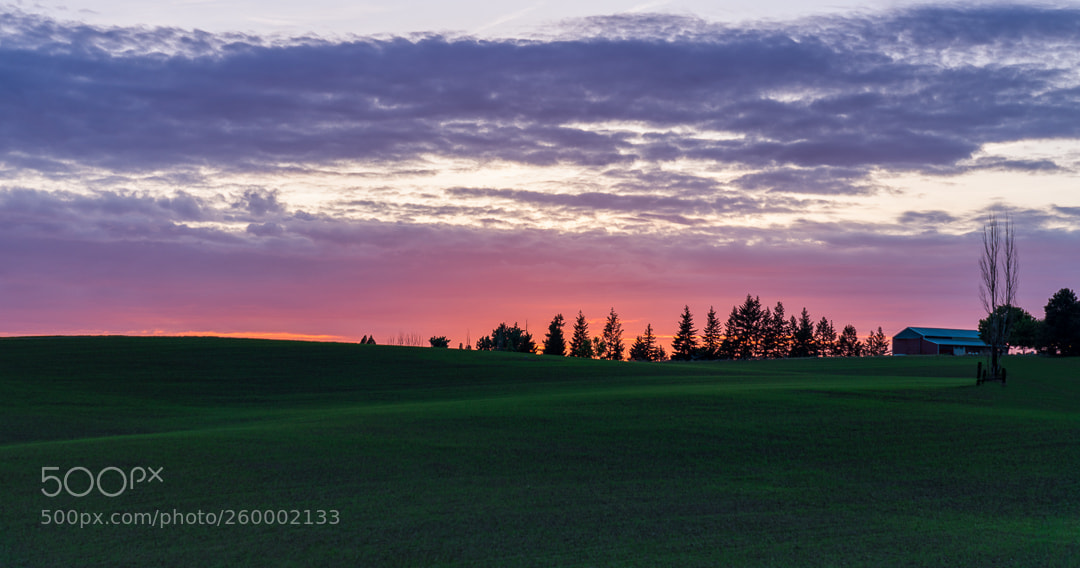 Sony a7R III sample photo. Wheat sunset photography