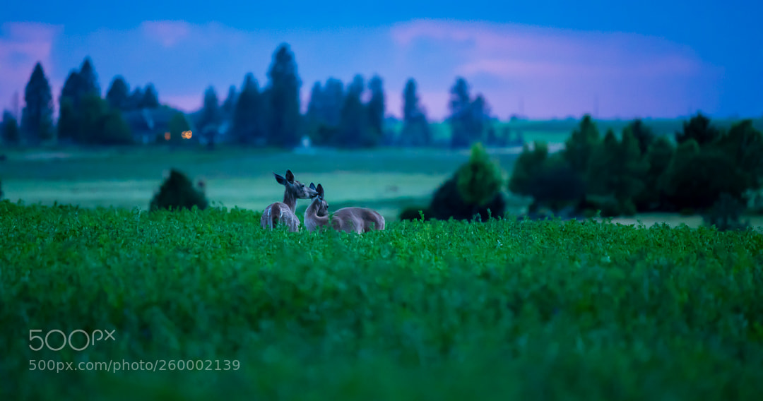 Sony a7R III sample photo. Deers eating photography