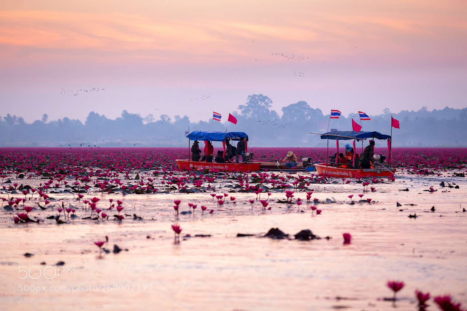 Canon EOS 6D sample photo. Red lotus flower on photography