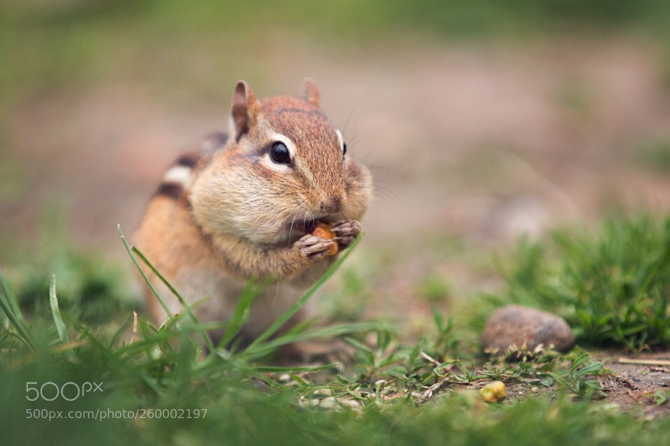 Canon EOS 70D sample photo. Snacking photography