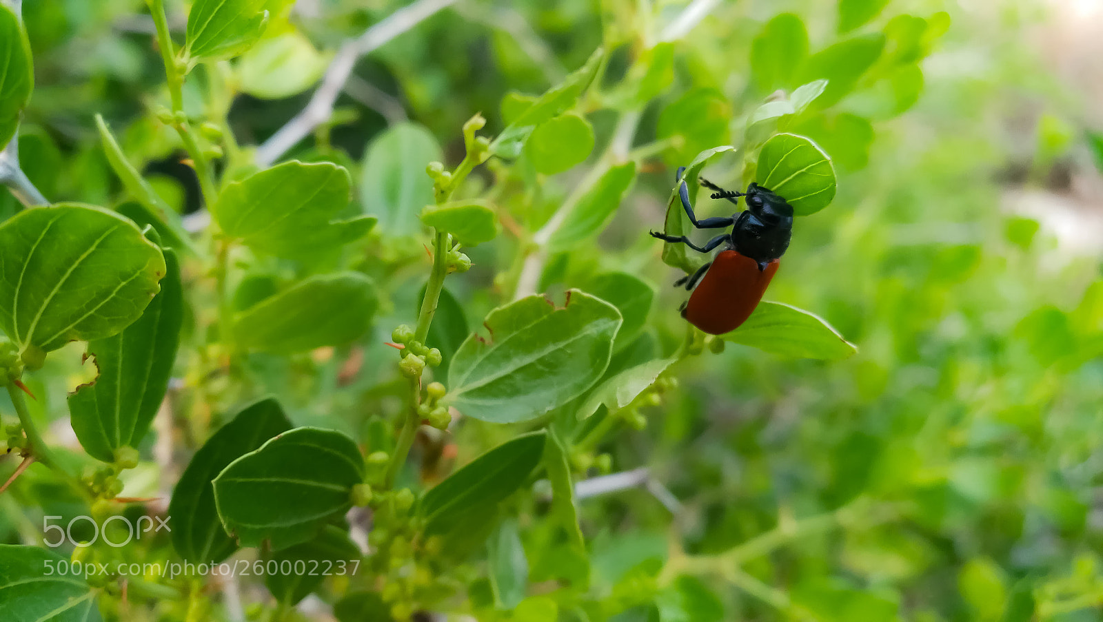 HUAWEI Mate 9 sample photo. Untitled photography
