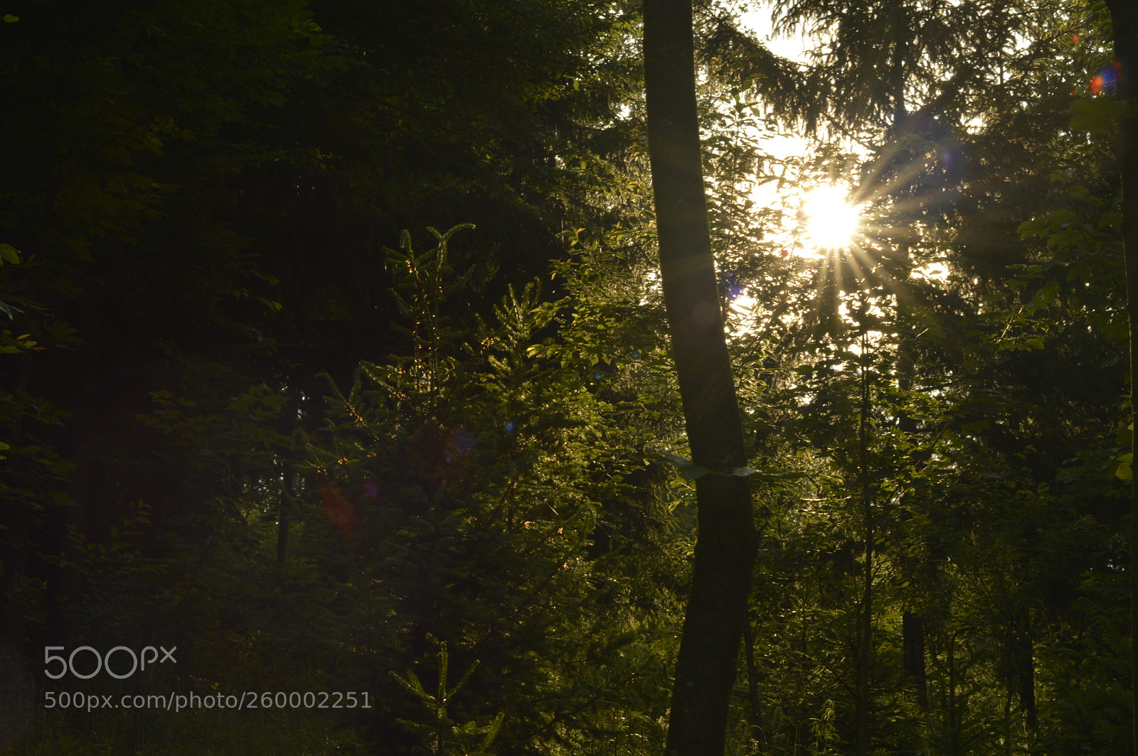 Nikon D3200 sample photo. Morning glimp photography