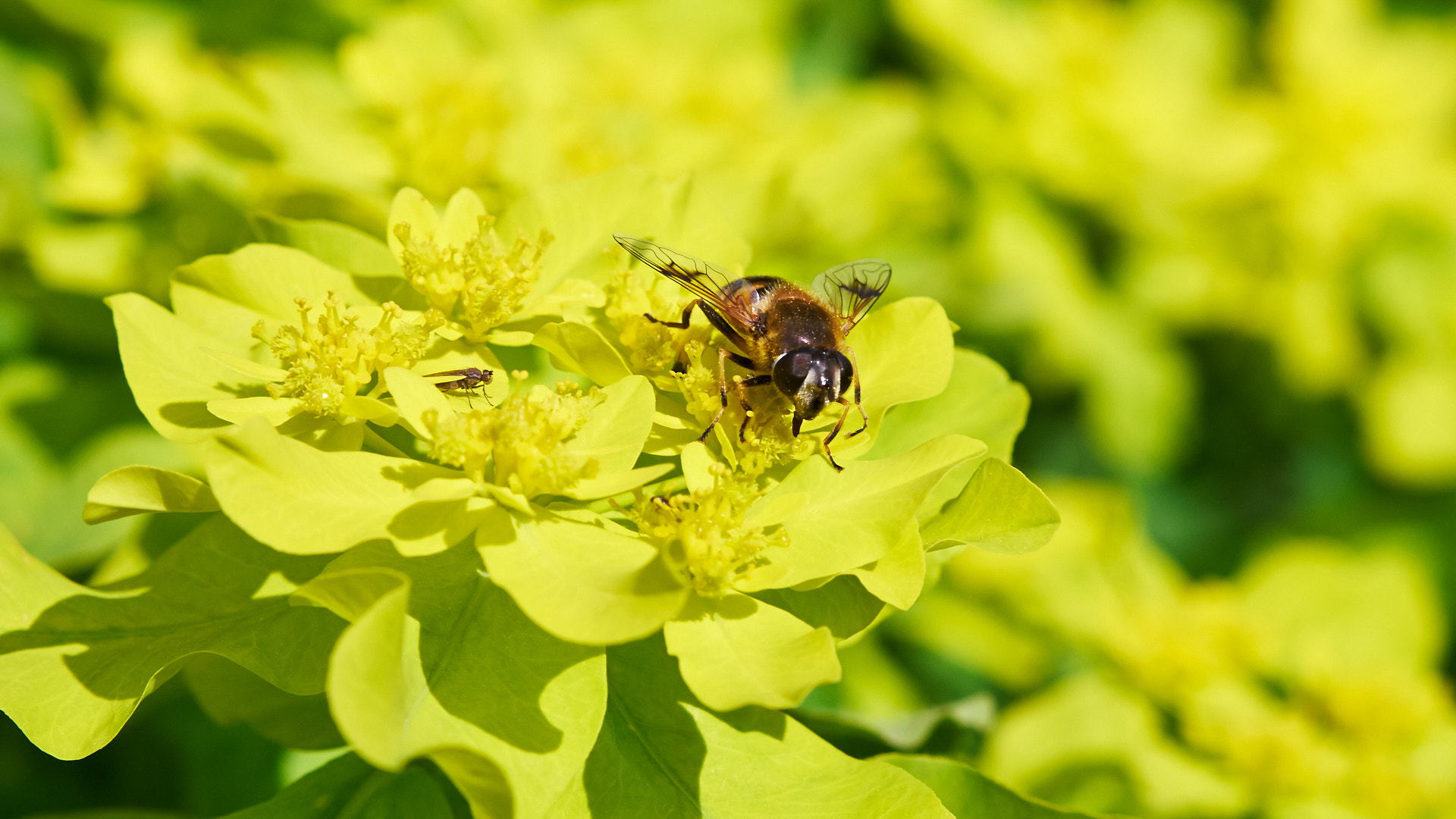 Olympus PEN E-PL5 sample photo. Bee photography