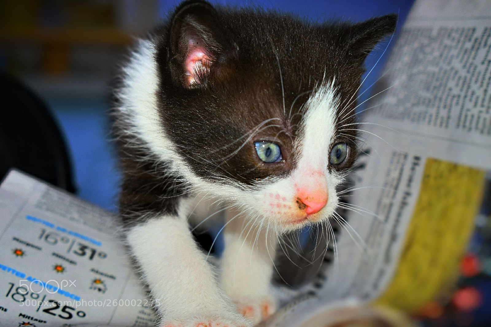 Nikon D5300 sample photo. Was gibt's neues in photography