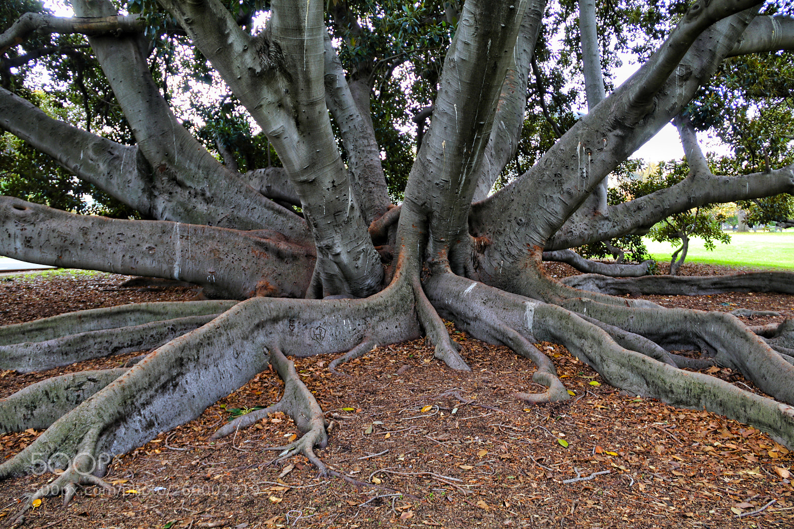 Canon EOS 80D sample photo. Moreton bay fig tree photography