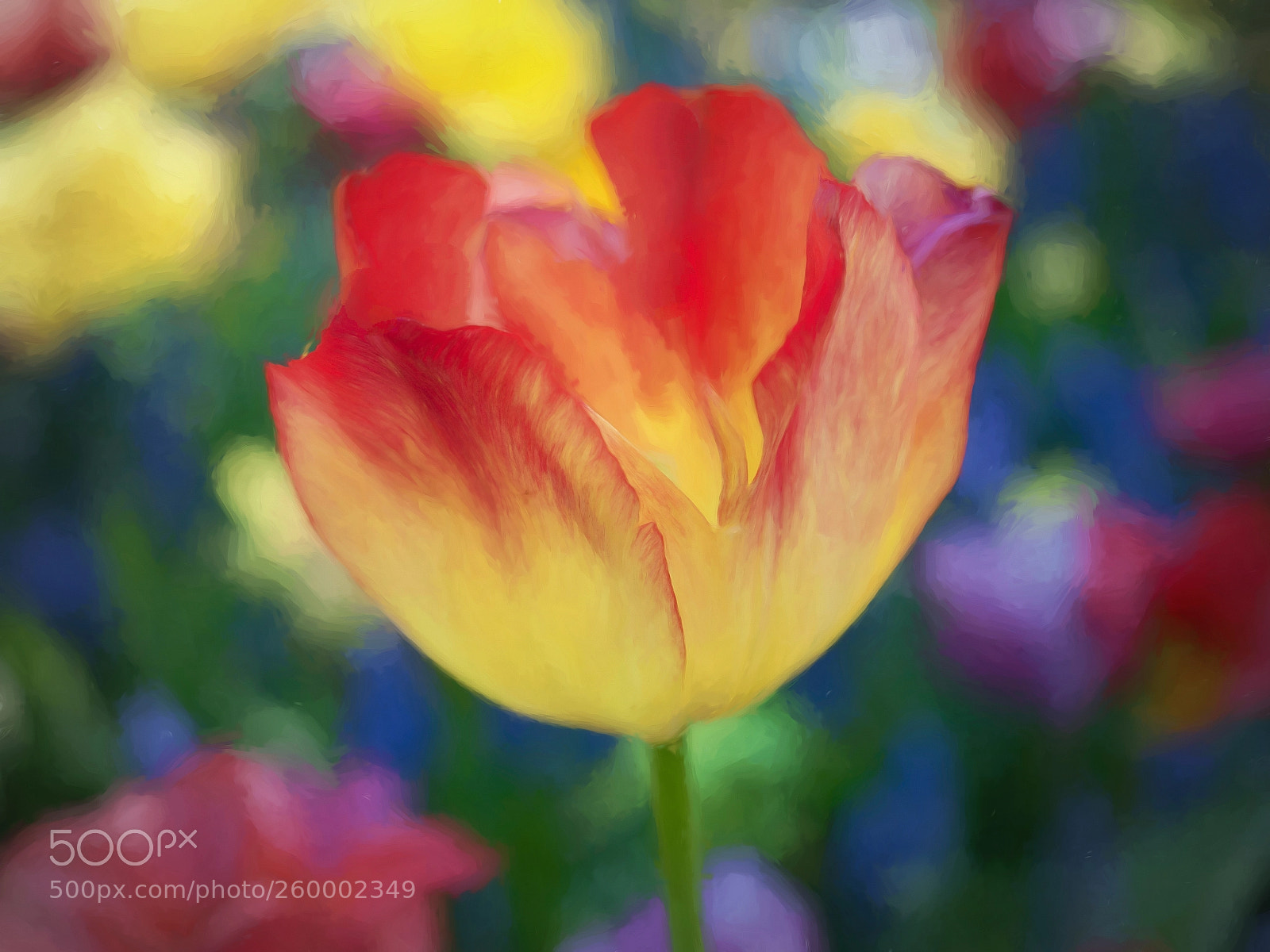 Olympus OM-D E-M5 II sample photo. Dreaming of a tulip / Тюльпанные грезы photography