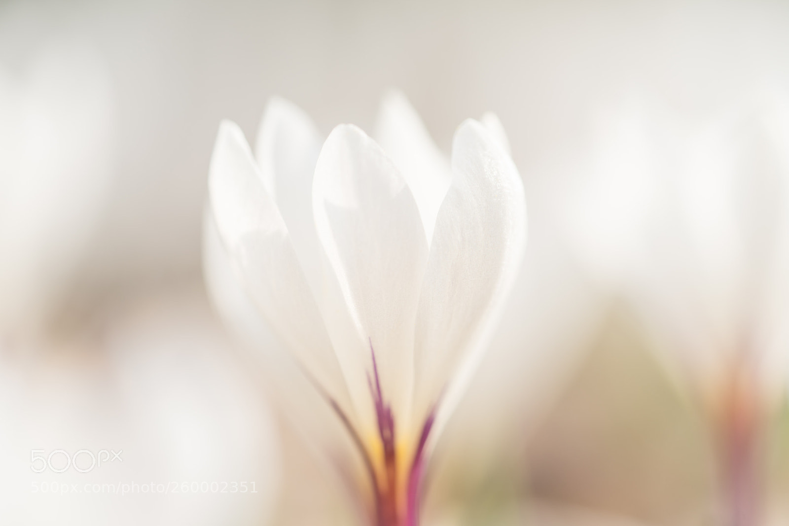 Sony a7R II sample photo. Just white with a photography