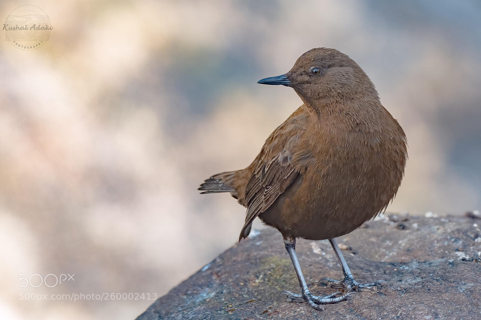 Nikon D500 sample photo. Brown dipper photography