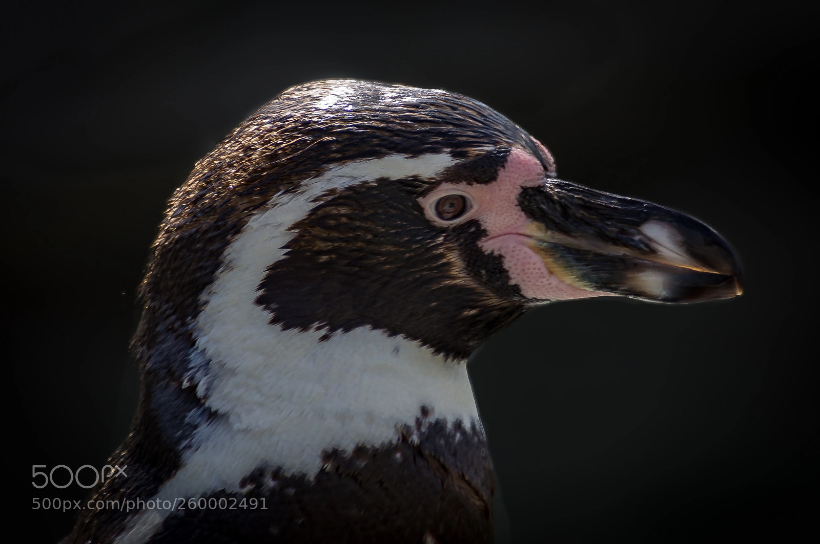 Sony SLT-A55 (SLT-A55V) sample photo. Penguin in profile photography