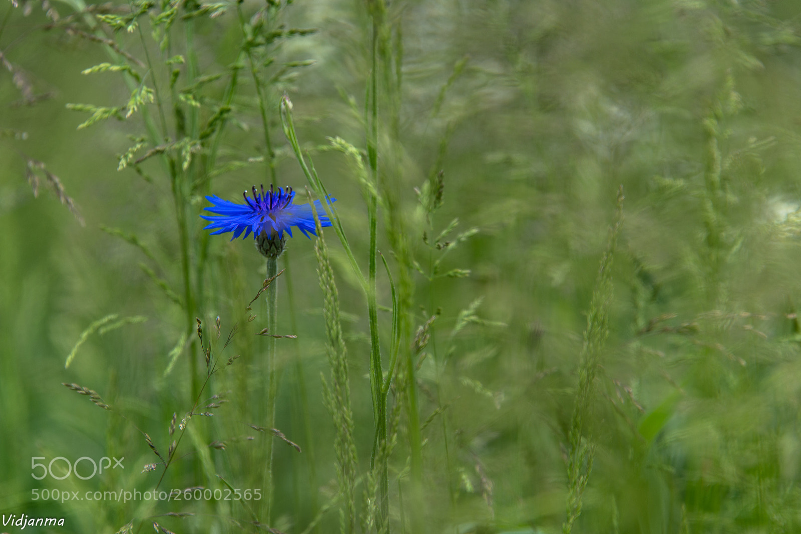Nikon D610 sample photo. Blue island photography