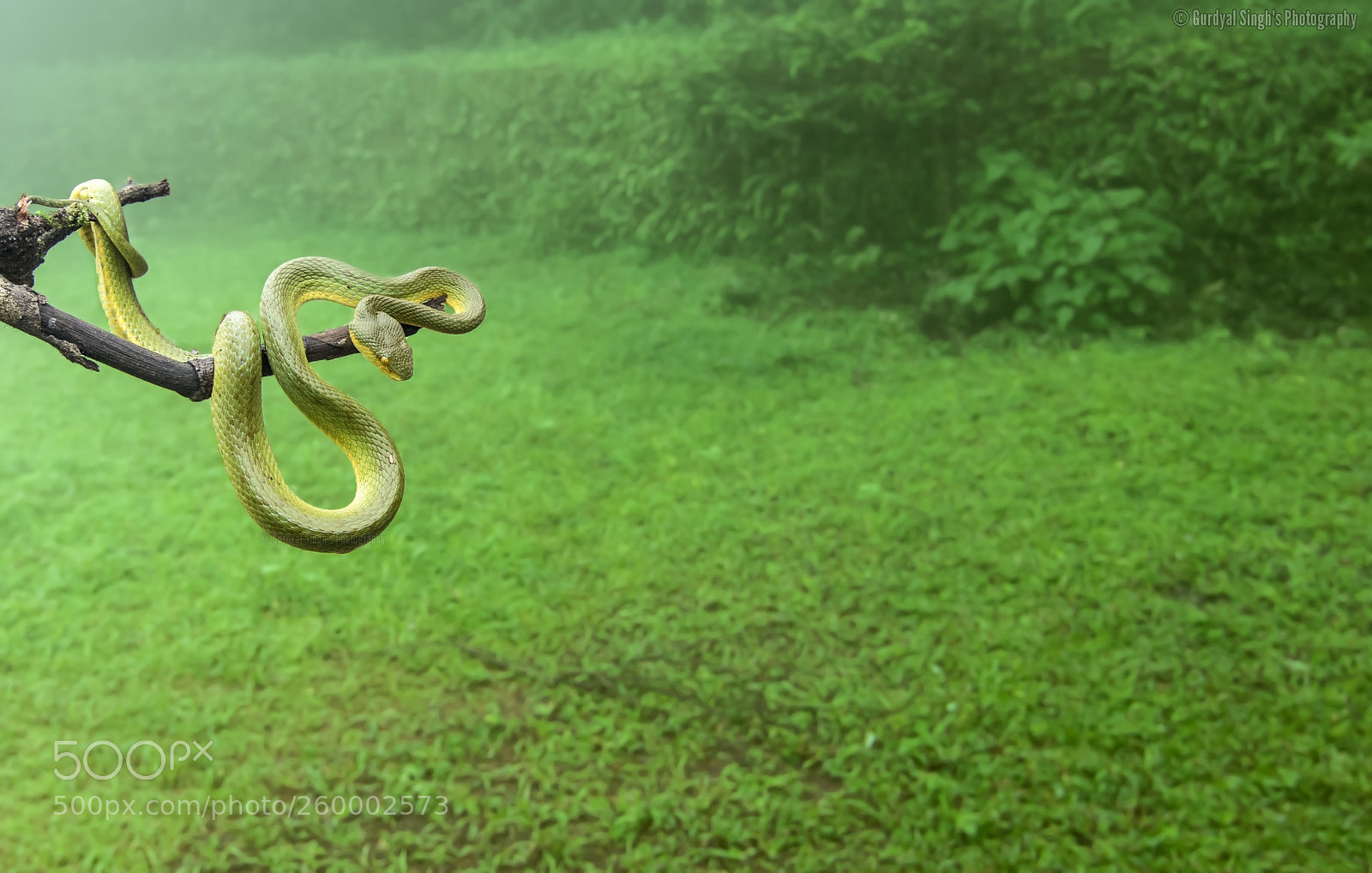 Canon EOS 7D Mark II sample photo. Green all the way photography