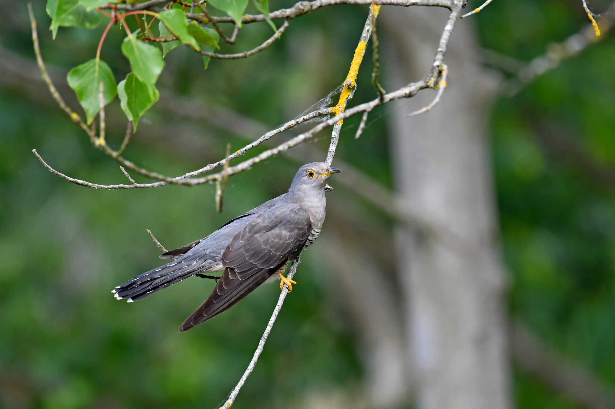 Nikon AF-S Nikkor 600mm F4G ED VR sample photo. Common cuckoo photography