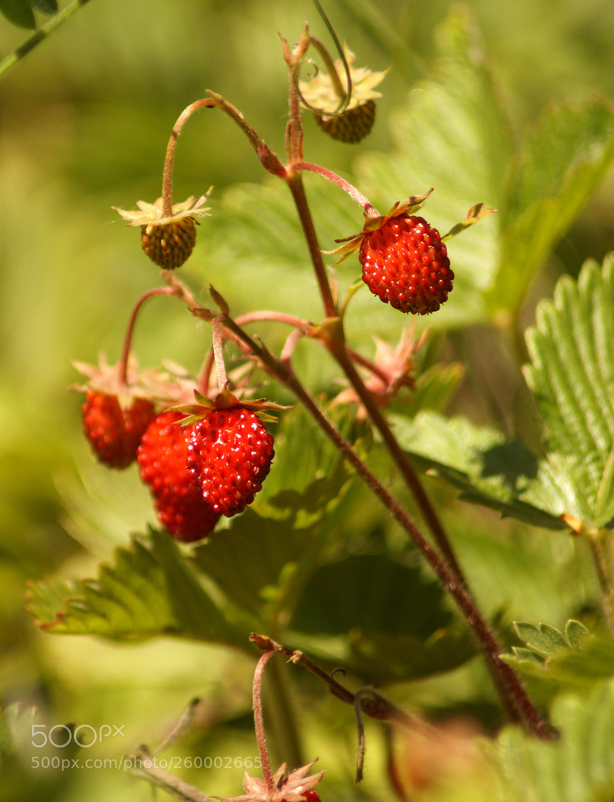 Sony SLT-A58 sample photo. Strawberries photography