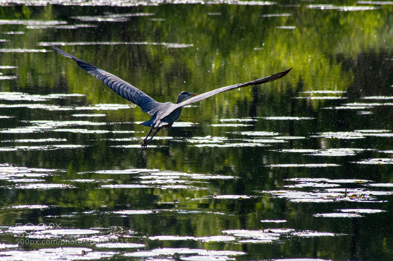 Pentax K-x sample photo. Great wingspan photography