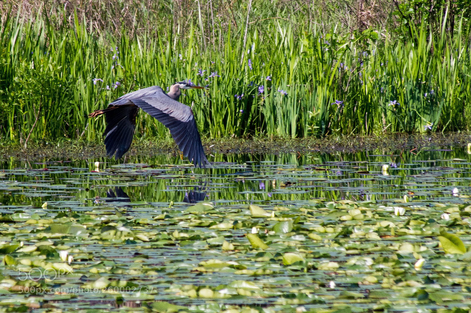 Pentax K-x sample photo. Great blue heron photography