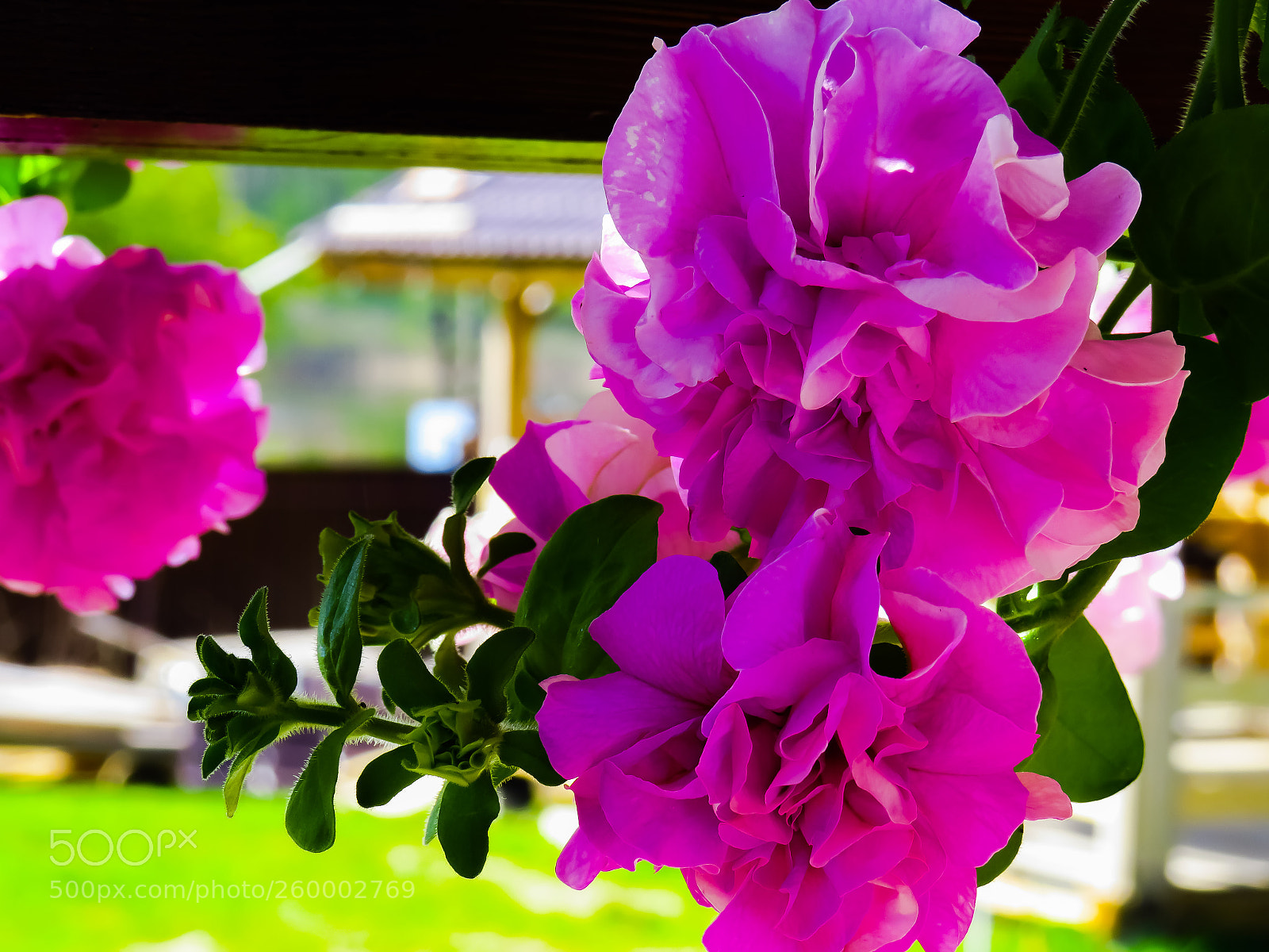 Canon PowerShot SX540 HS sample photo. Very beautiful flower photography