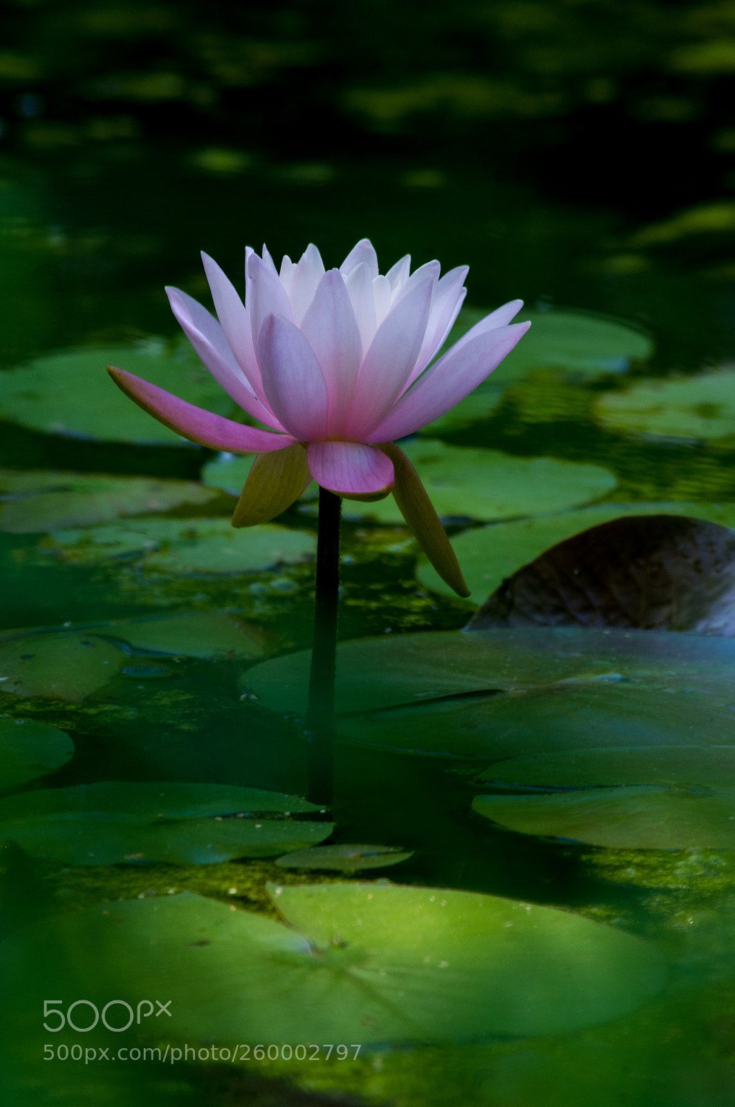Pentax K-x sample photo. Delicate pink photography