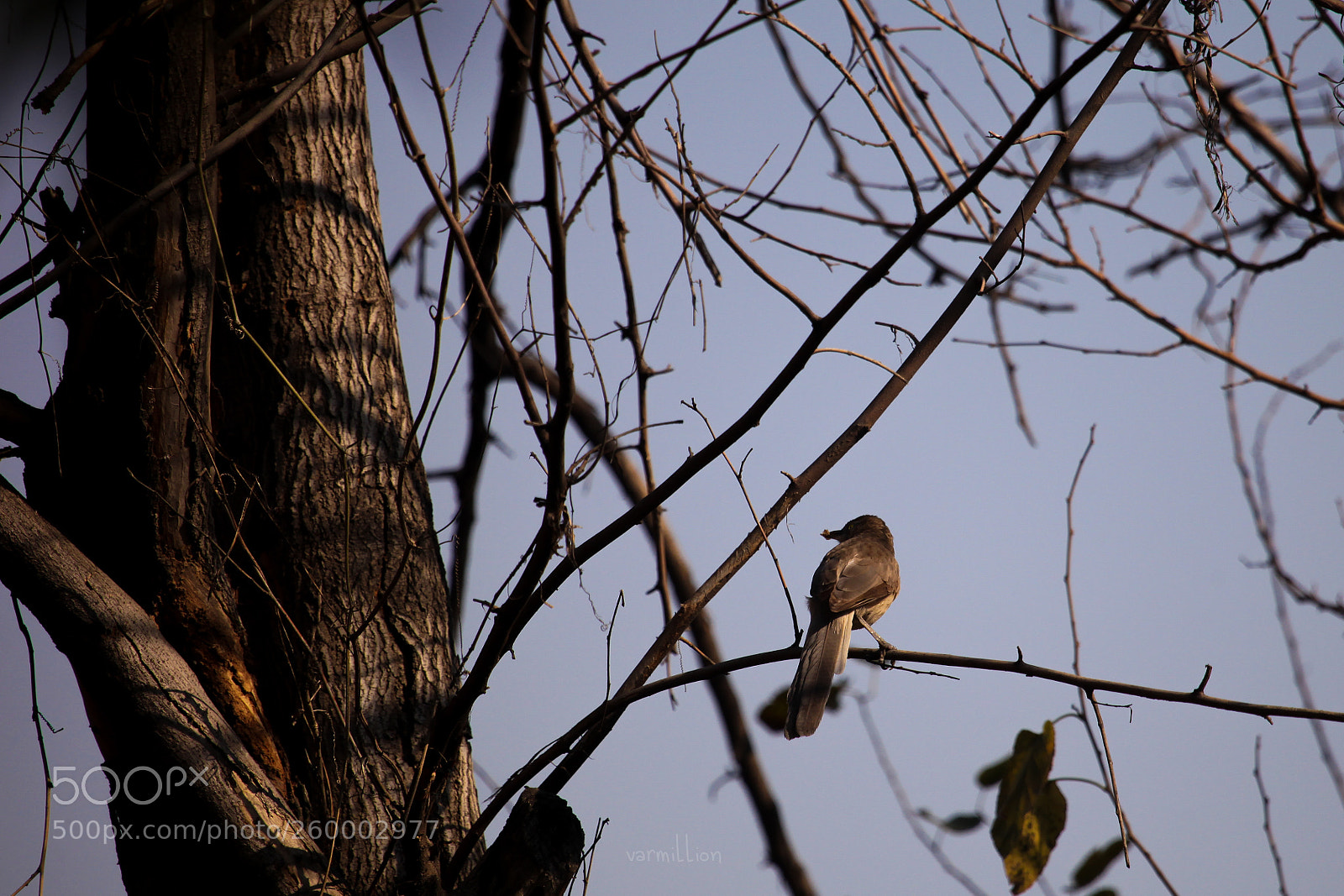 Canon EOS 5D Mark II sample photo. Img photography