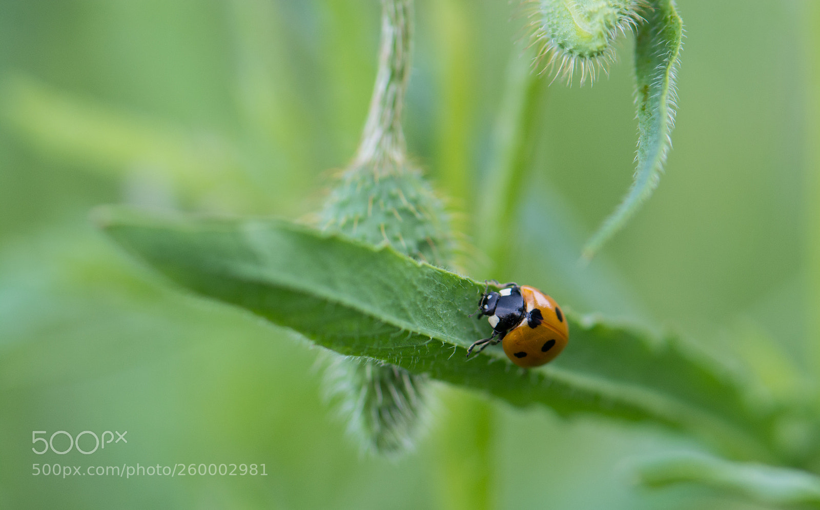 Nikon D7100 sample photo. Ladybug on the road photography