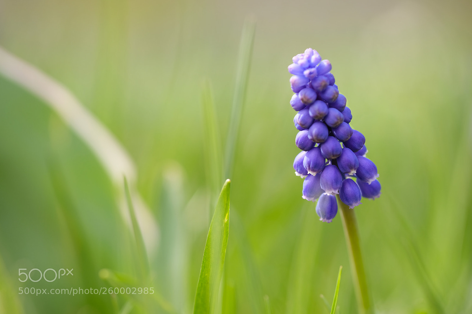 Fujifilm X-T2 sample photo. Purple photography