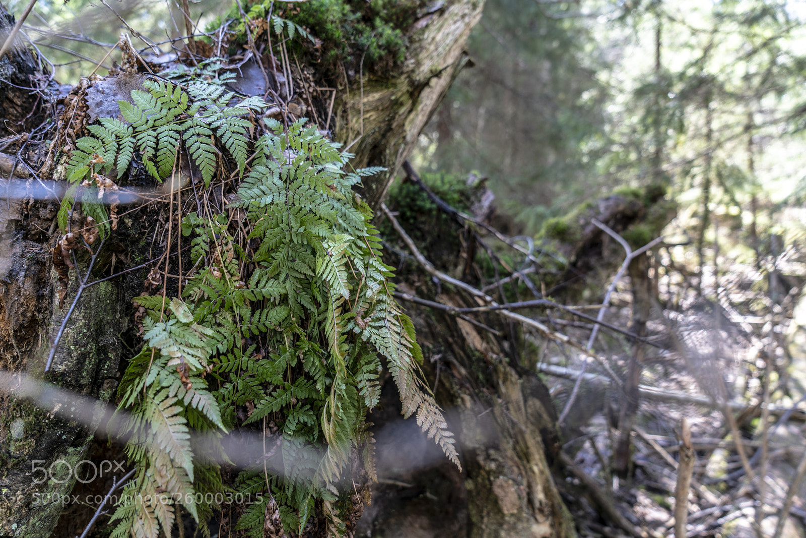 Sony a7R II sample photo. Finland - nature photography