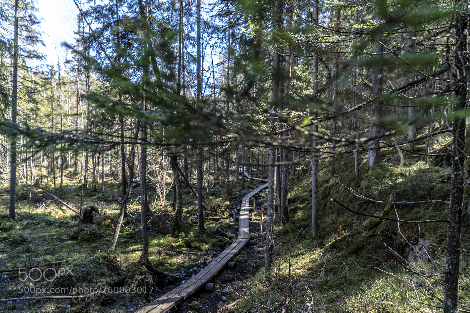 Sony a7R II sample photo. Finland - nature photography