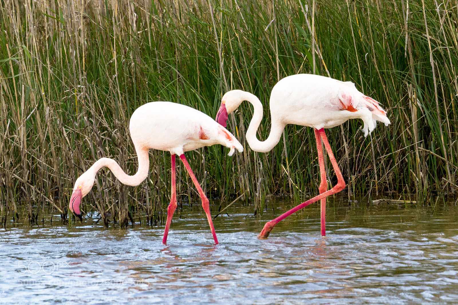 Canon EOS 80D sample photo. Greater flamingo photography