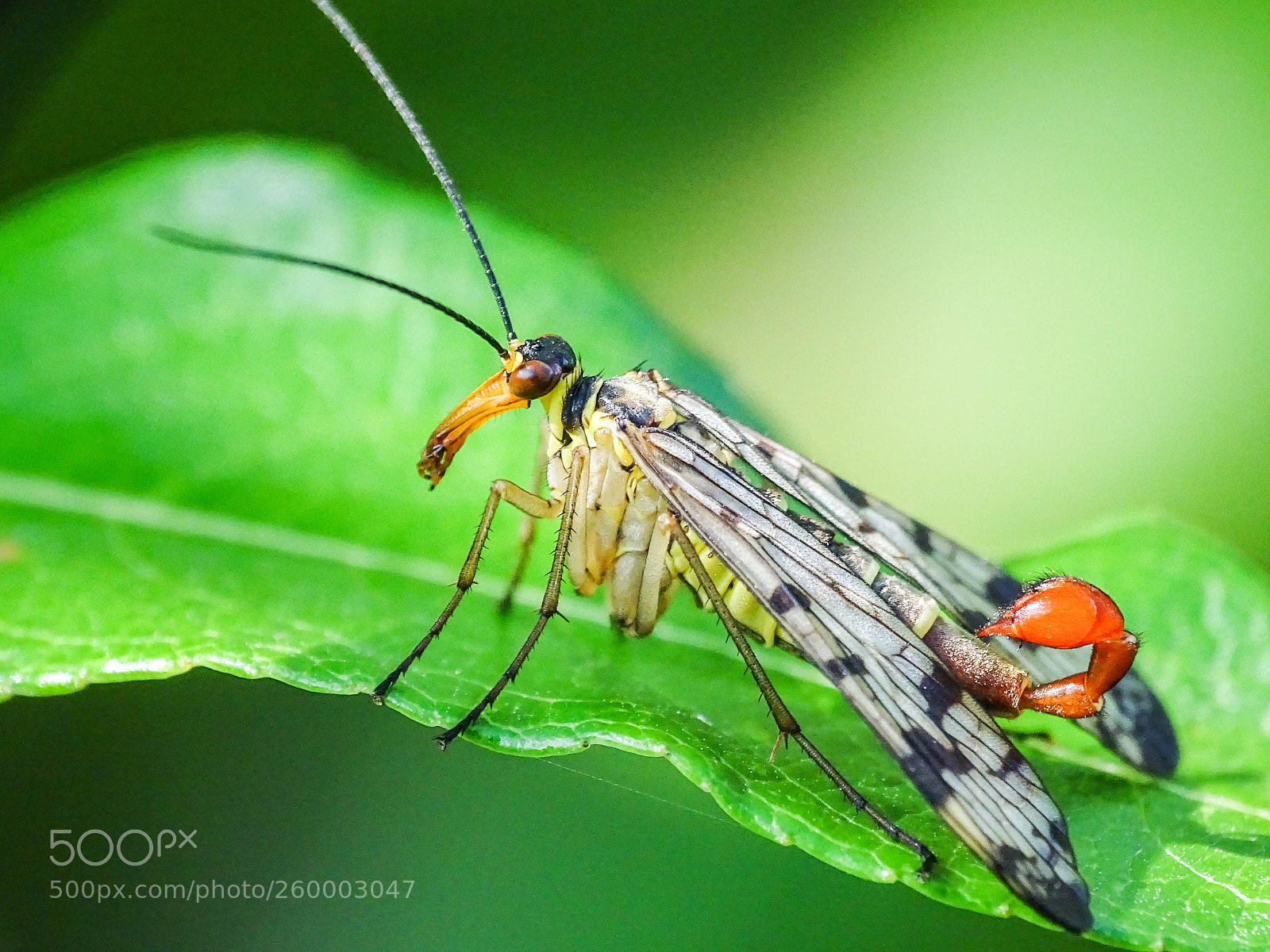 Sony Cyber-shot DSC-HX400V sample photo. Dsc photography
