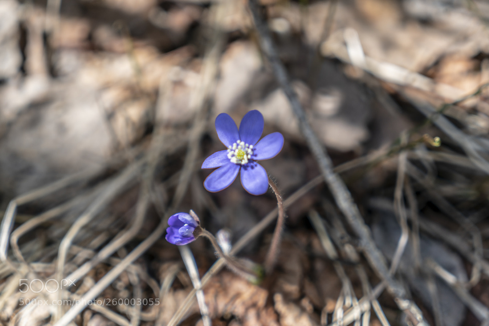 Sony a7R II sample photo. Finland - nature photography