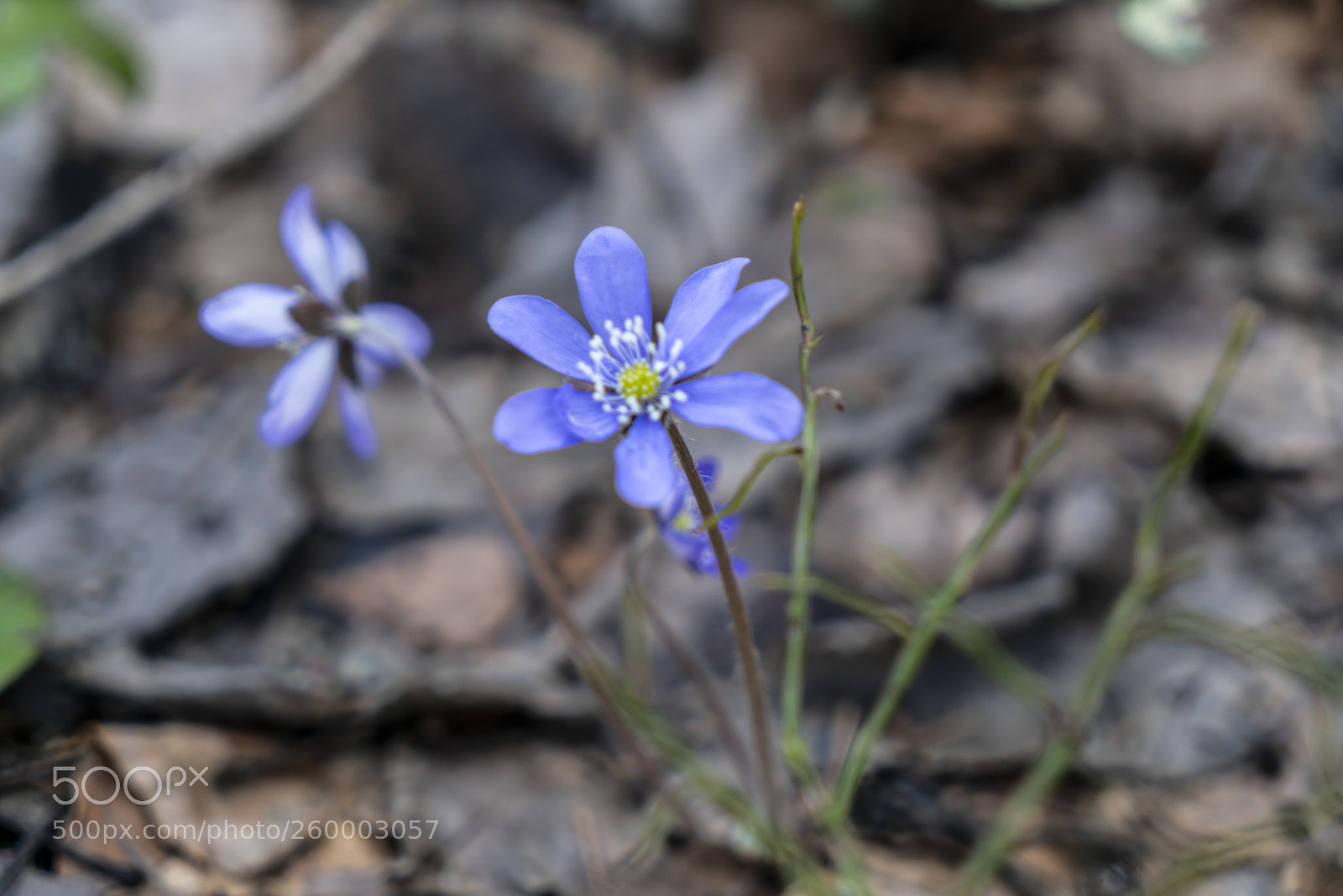 Sony a7R II sample photo. Finland - nature photography