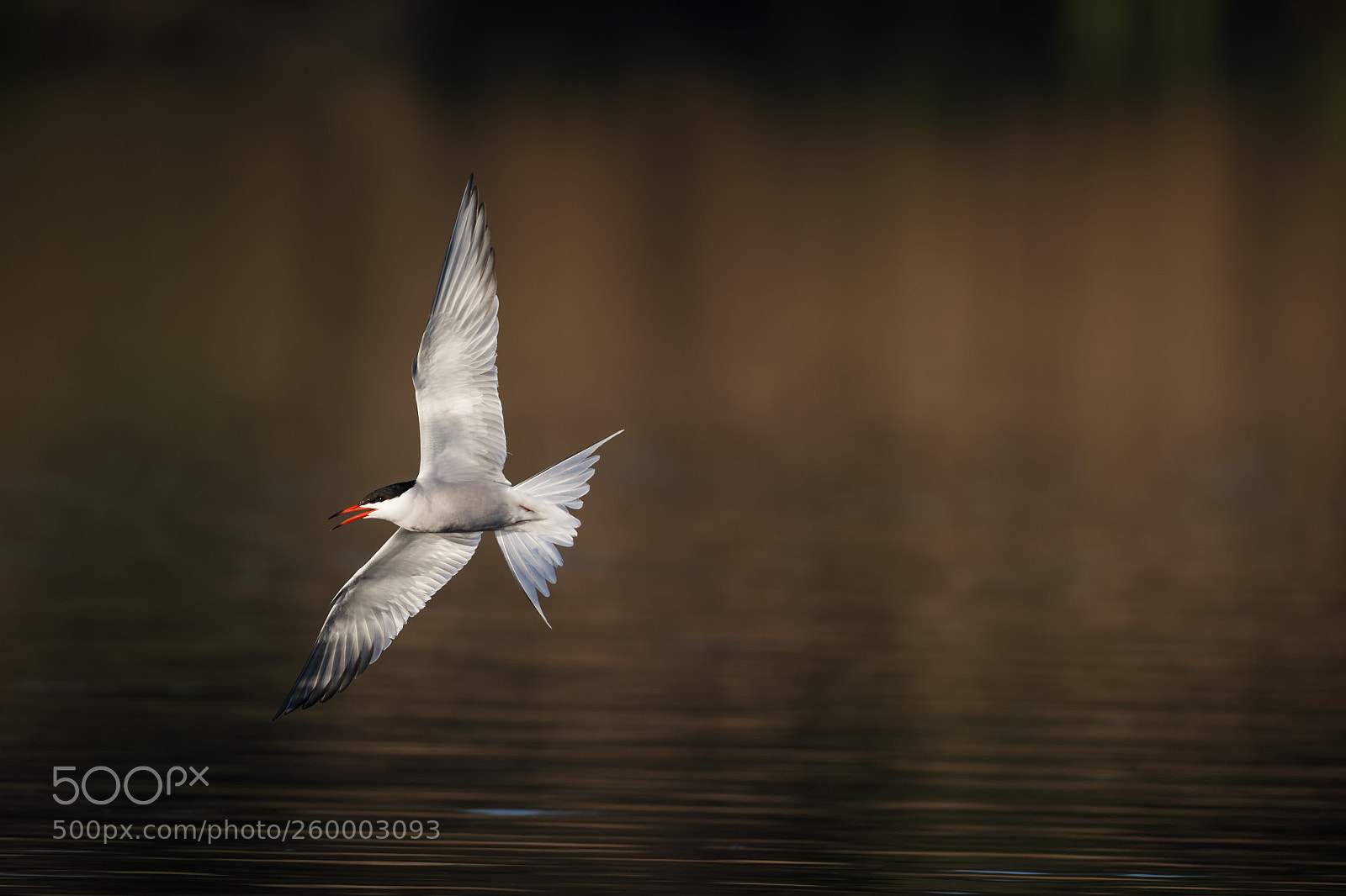 Canon EOS-1D X sample photo. Common tern flying by photography