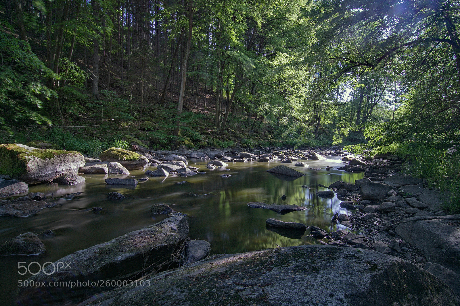 Nikon D5300 sample photo. In the forest photography