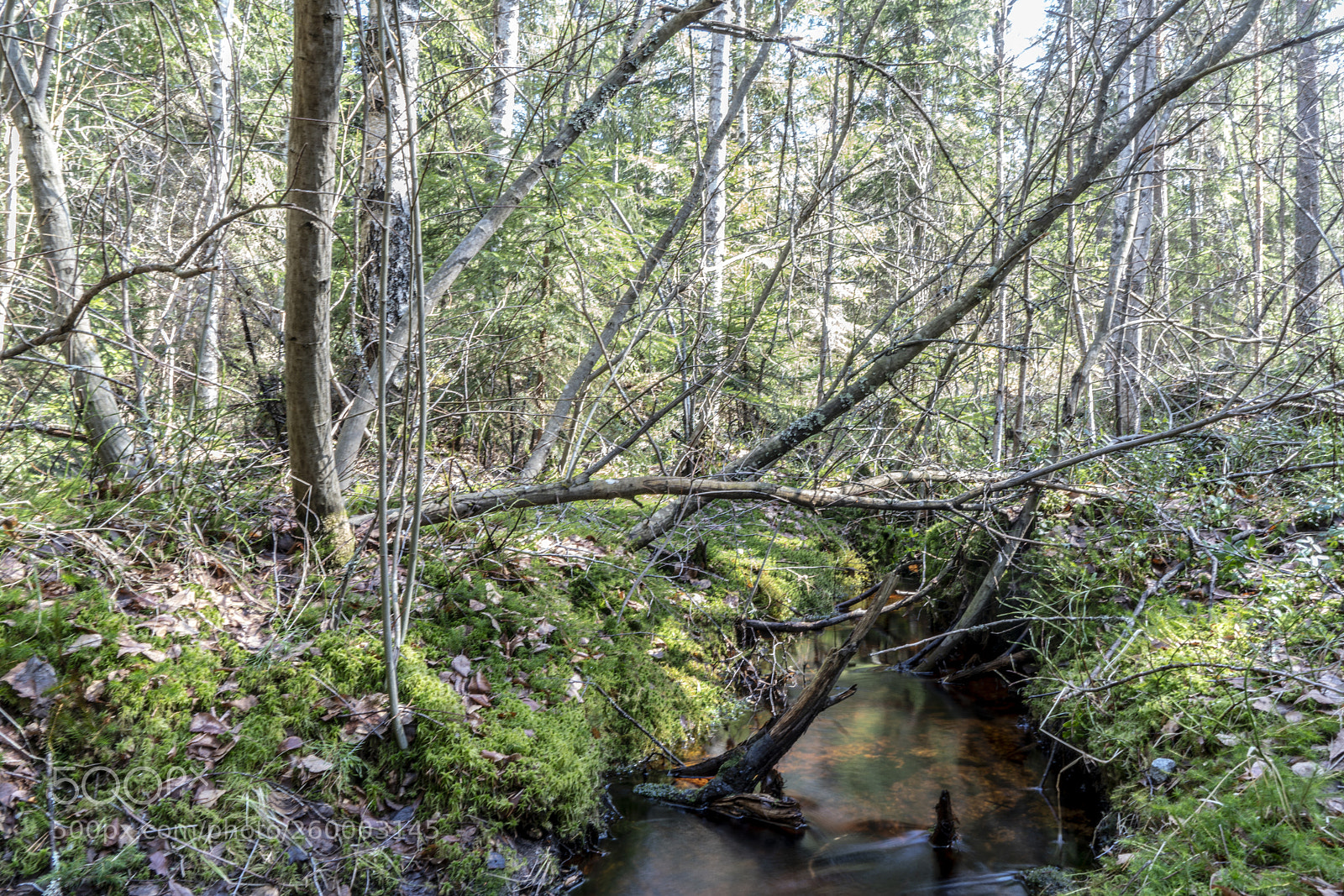 Sony a7R II sample photo. Finland - nature photography