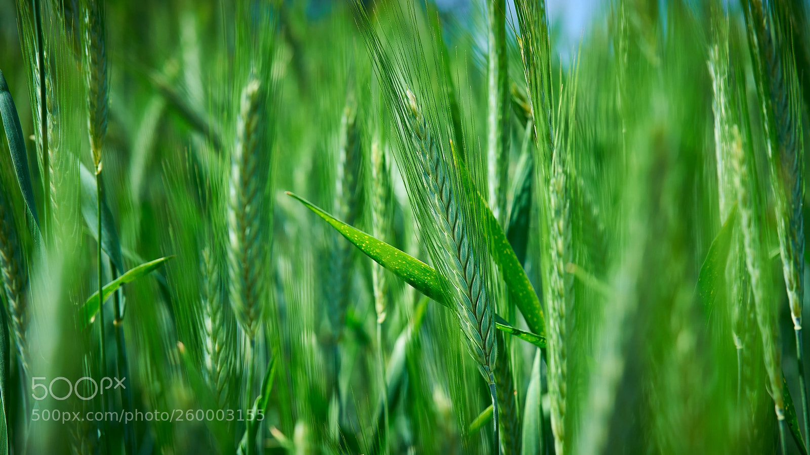 Sony a7 II sample photo. Dsc photography