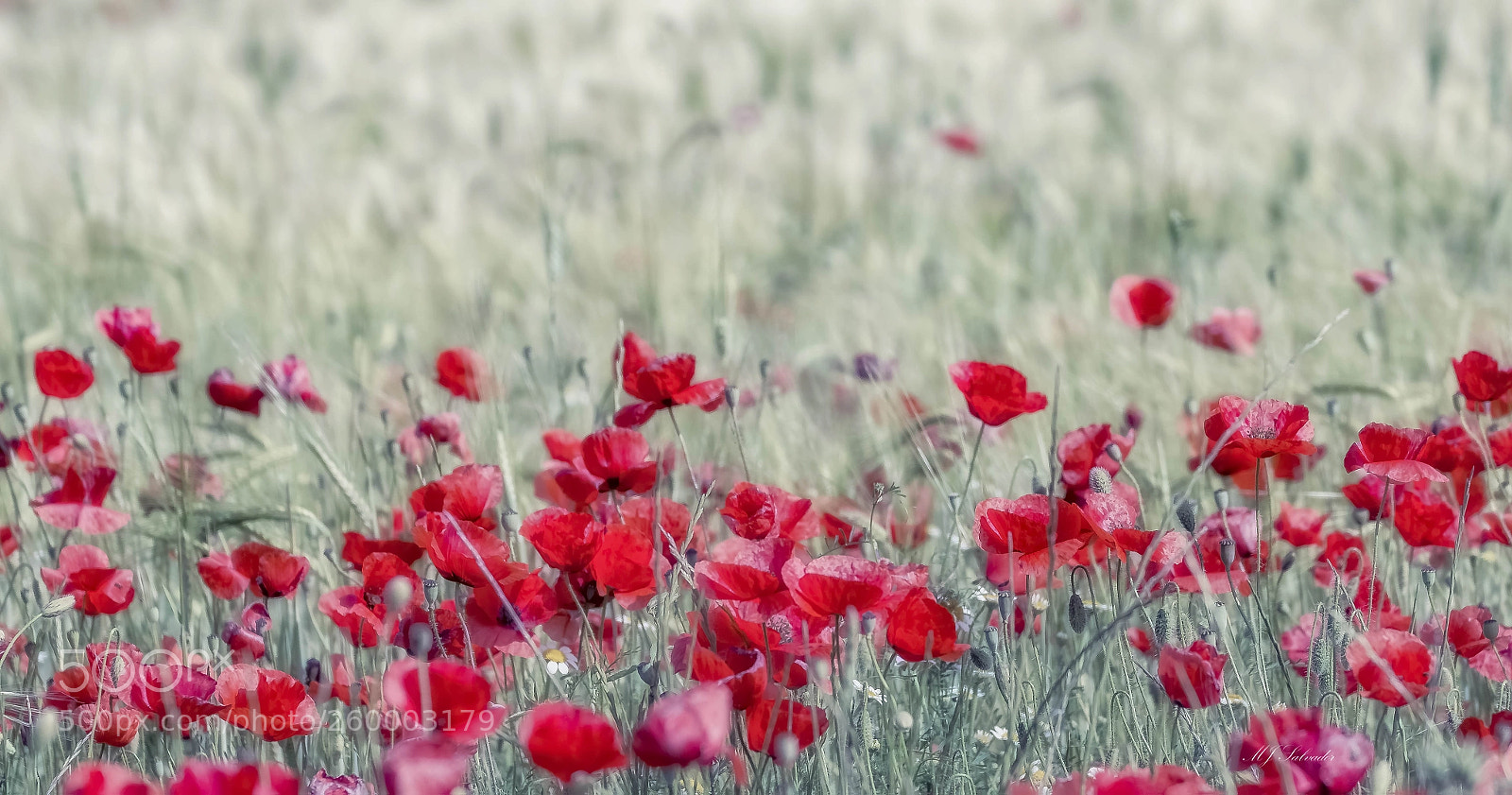 Nikon D7100 sample photo. Poppy fields photography