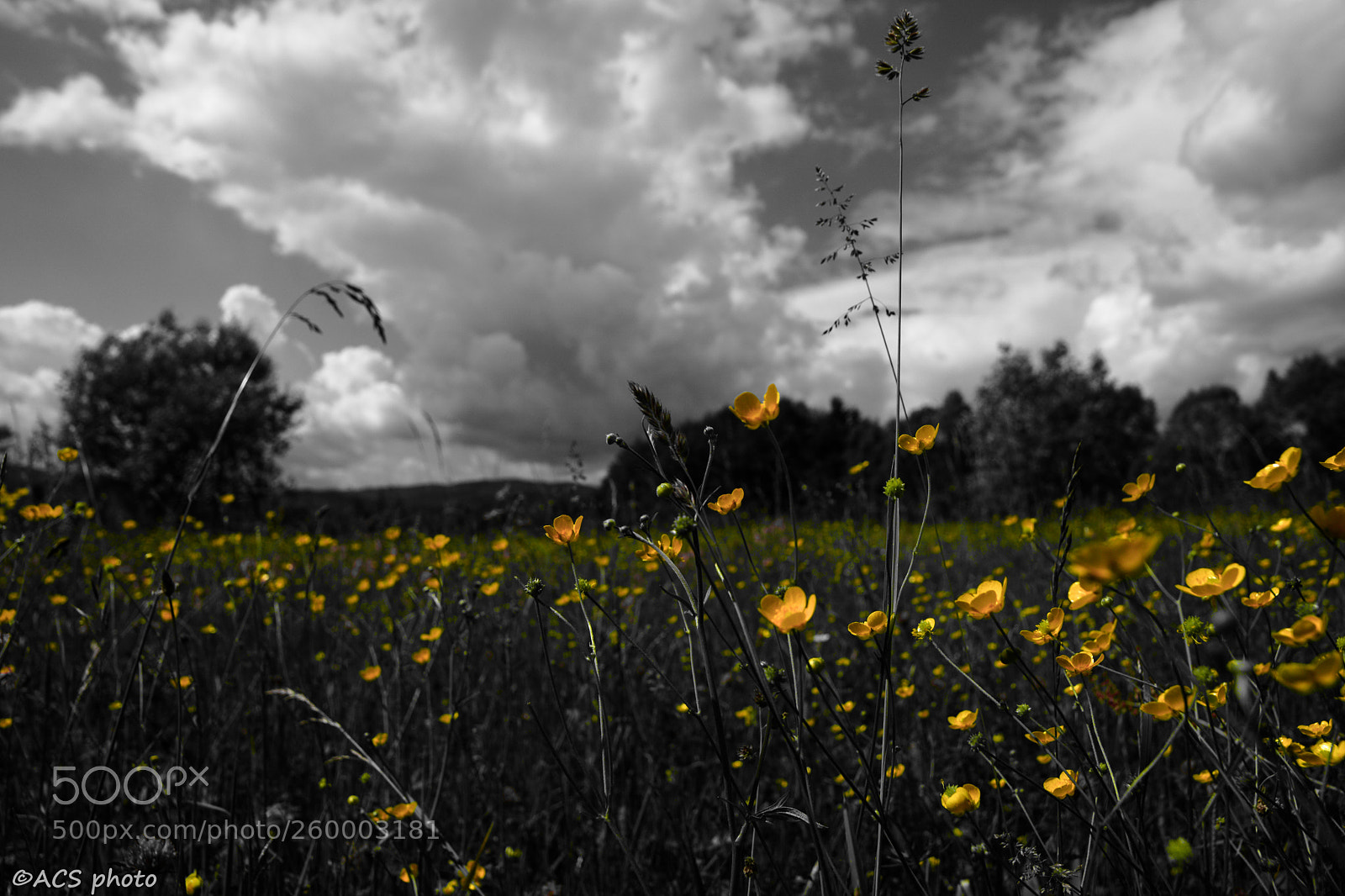 Nikon D7100 sample photo. Acs (of ) photography