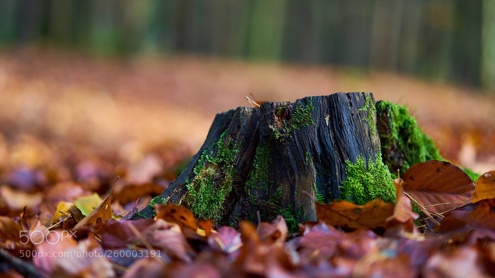 Sony a7 II sample photo. Dsc photography
