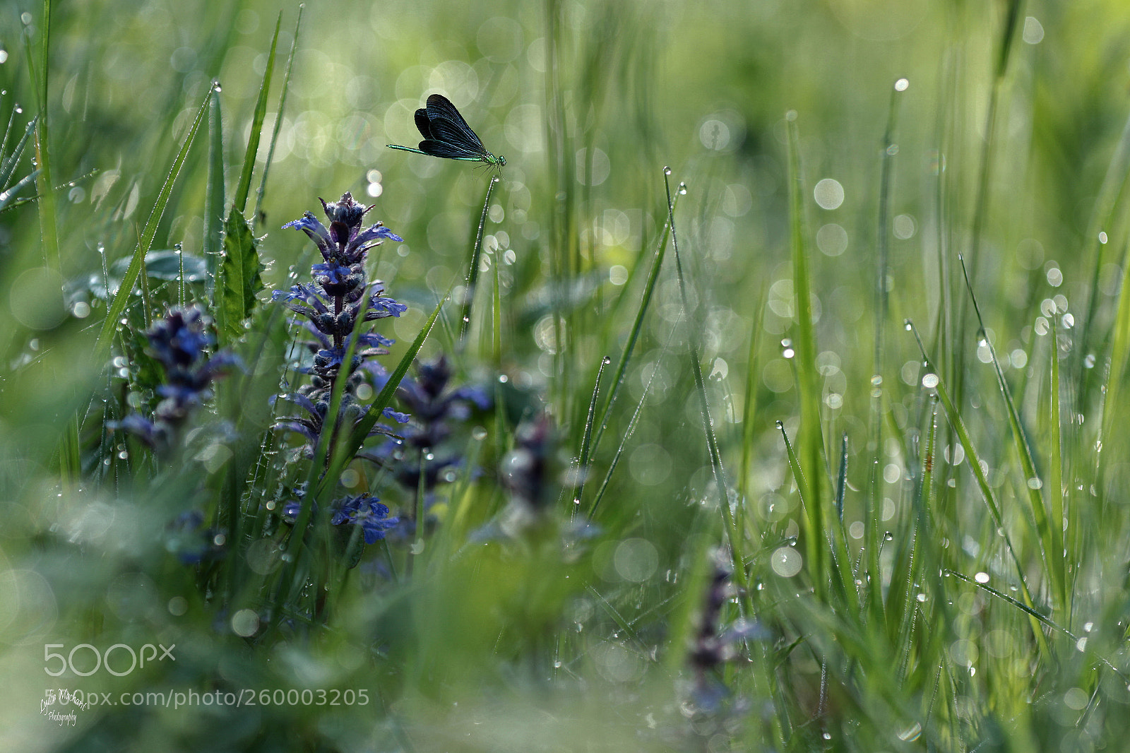 Canon EOS 7D Mark II sample photo. Flying between diamonds photography