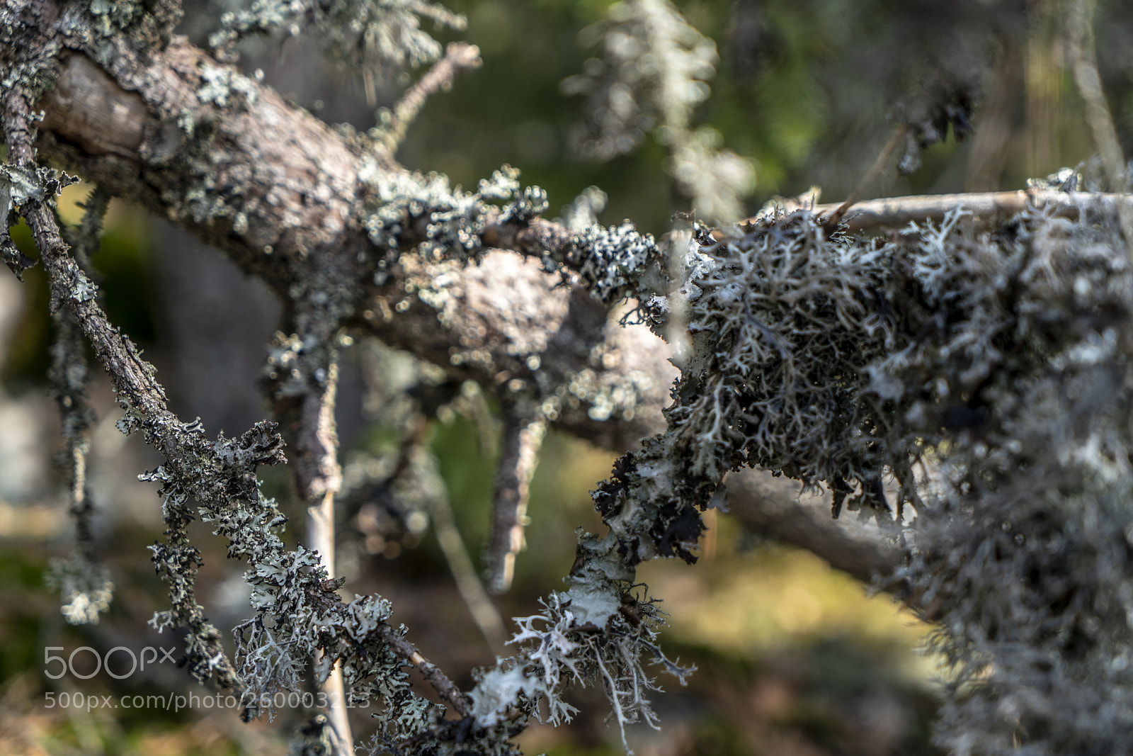 Sony a7R II sample photo. Finland - nature photography