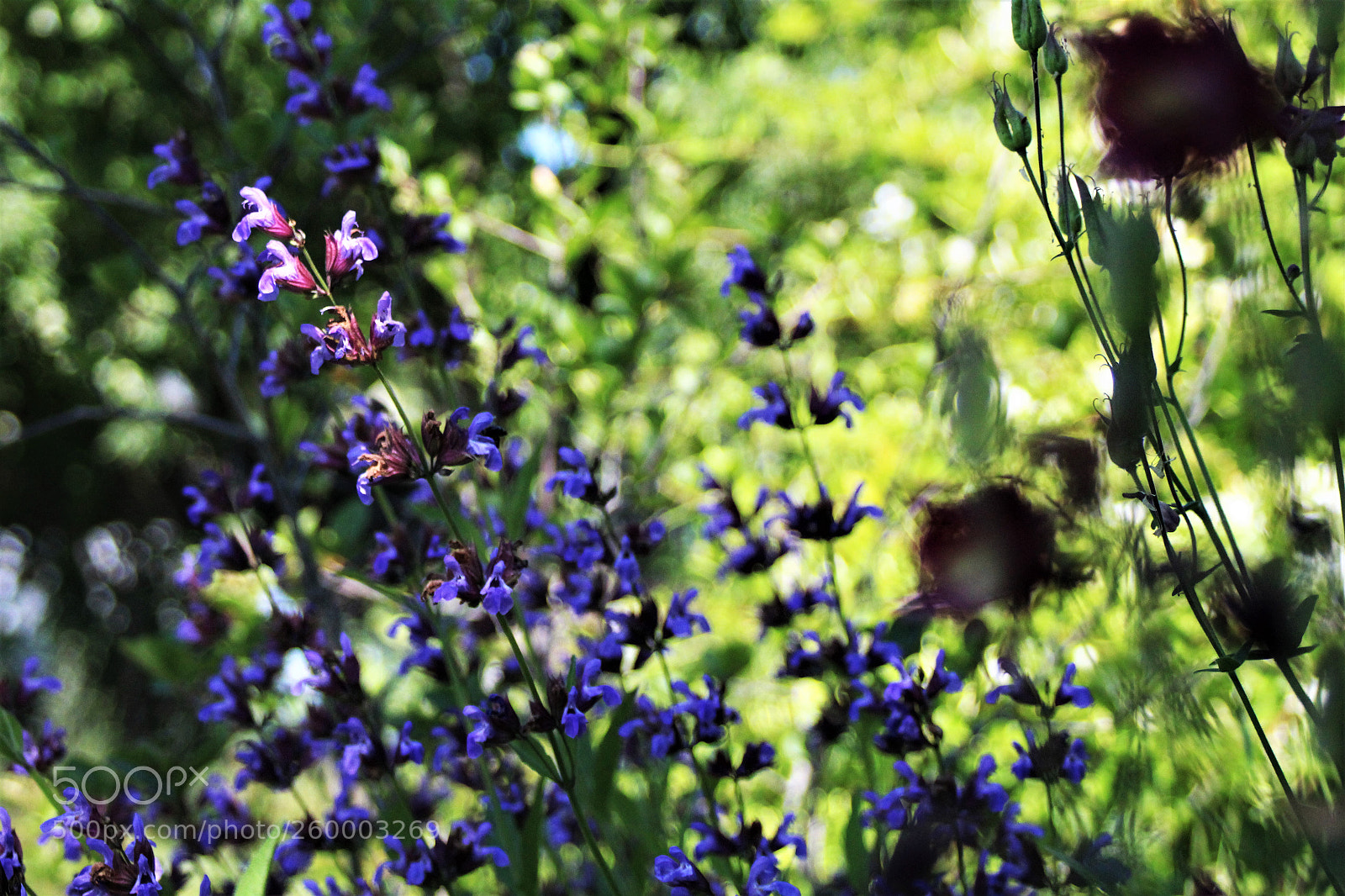 Canon EOS 1200D (EOS Rebel T5 / EOS Kiss X70 / EOS Hi) sample photo. Sound of summer photography