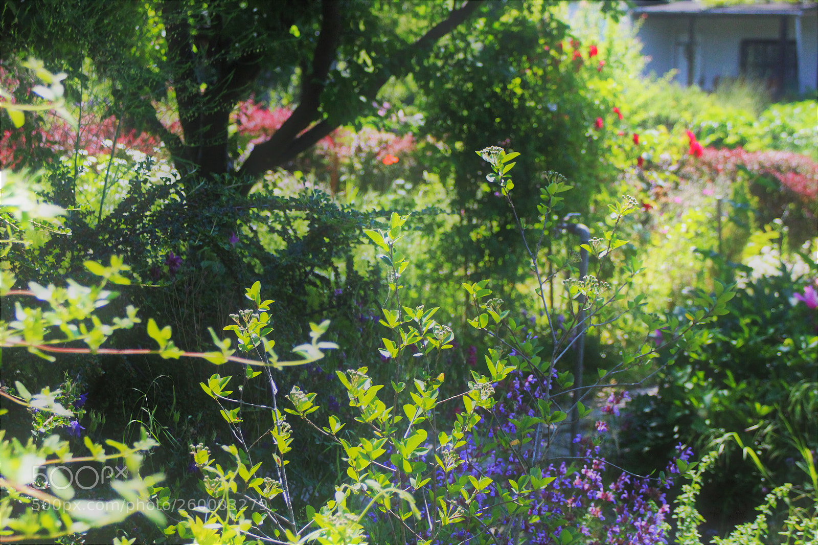 Canon EOS 1200D (EOS Rebel T5 / EOS Kiss X70 / EOS Hi) sample photo. Sound of summer 2 photography