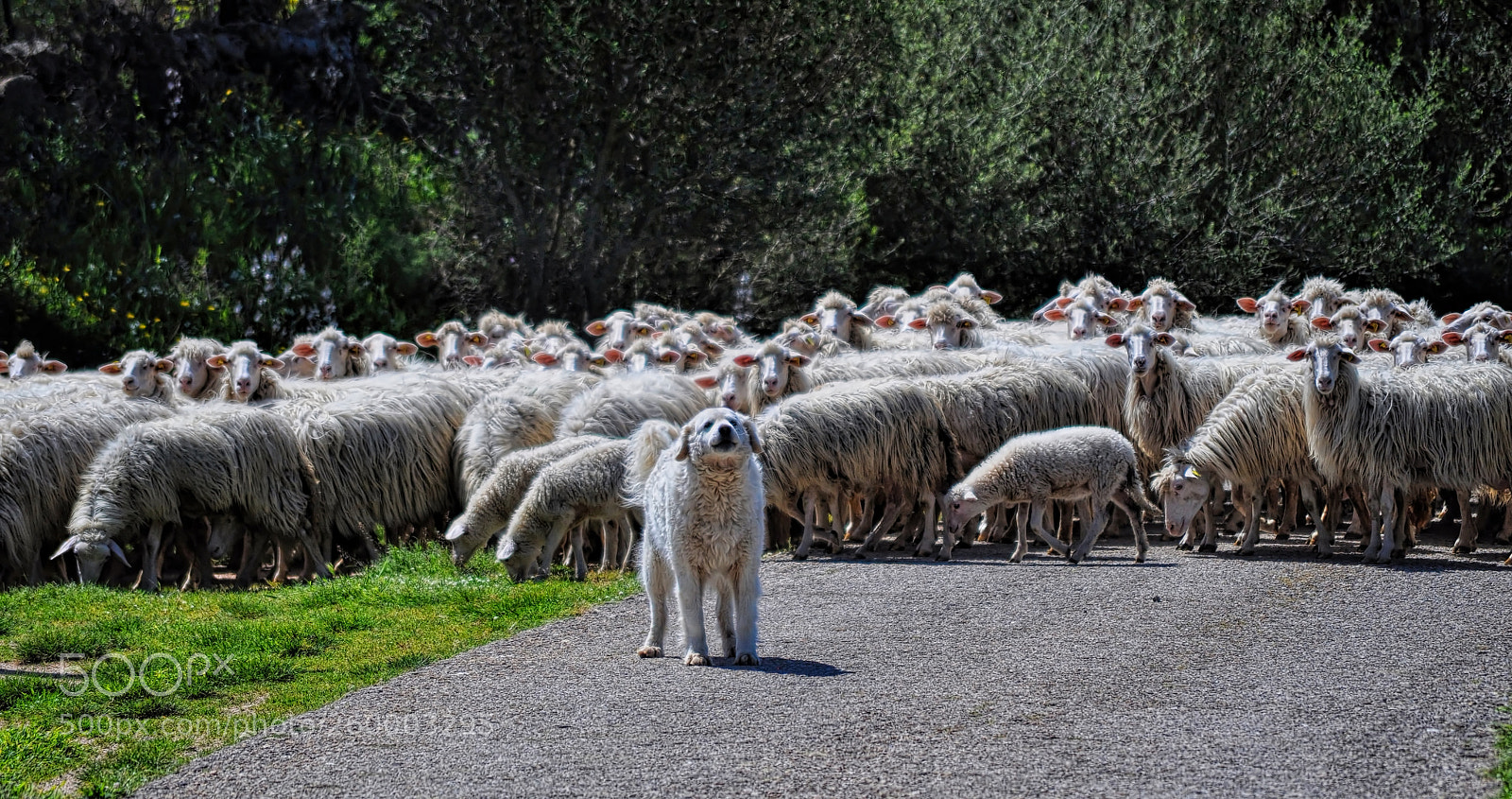 Nikon D5000 sample photo. Working dog photography