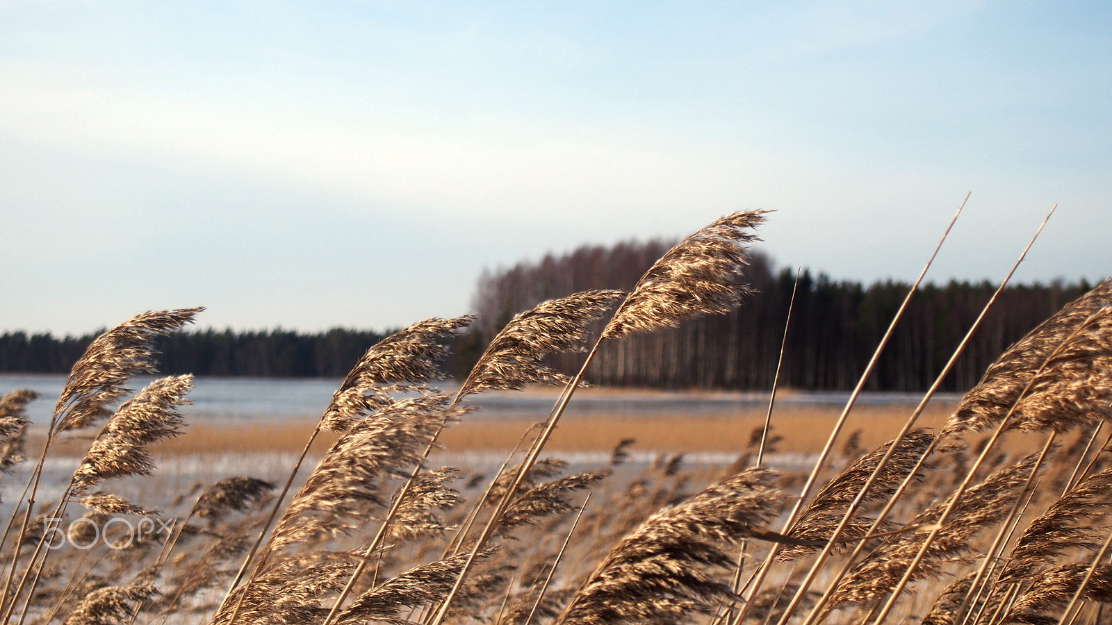 Olympus PEN E-PL5 sample photo. Reed photography