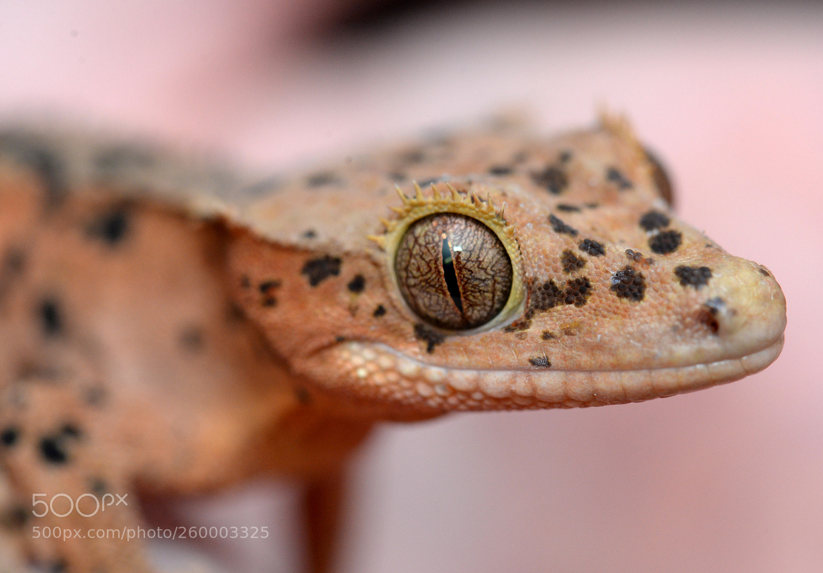 Nikon D610 sample photo. What big eyes you photography